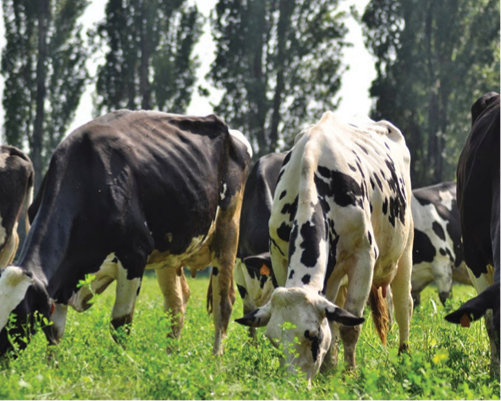 Mucche al pascolo Parco Agricolo SUD