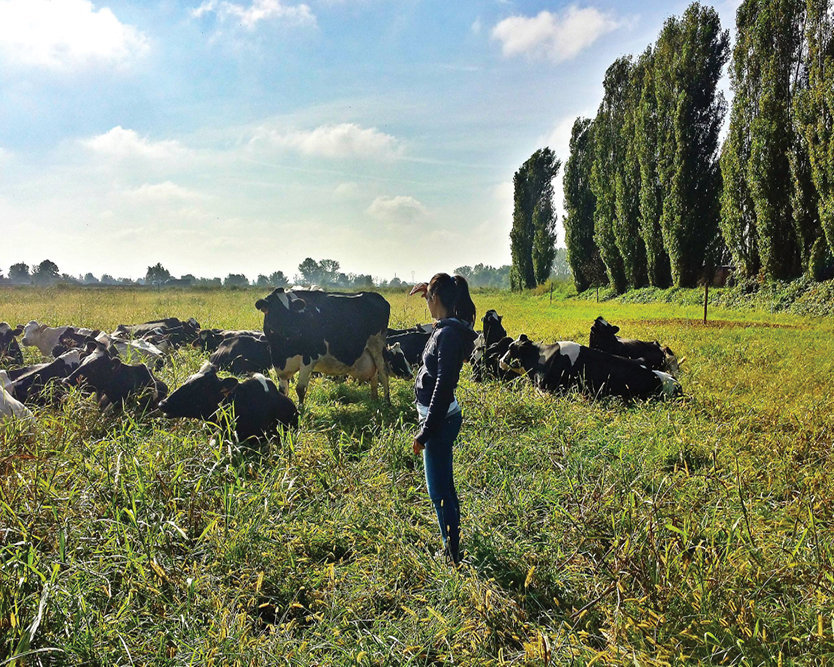 Mucche al pascolo MILANO